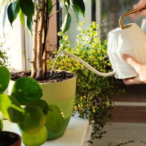 arrosage plantes