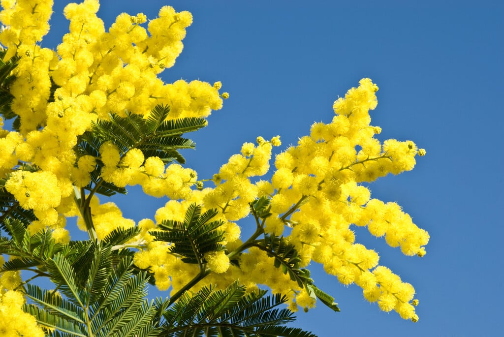 Les Mimosas en Fleurs de Saison : Éclats Lumineux et Délicatesse Tanique