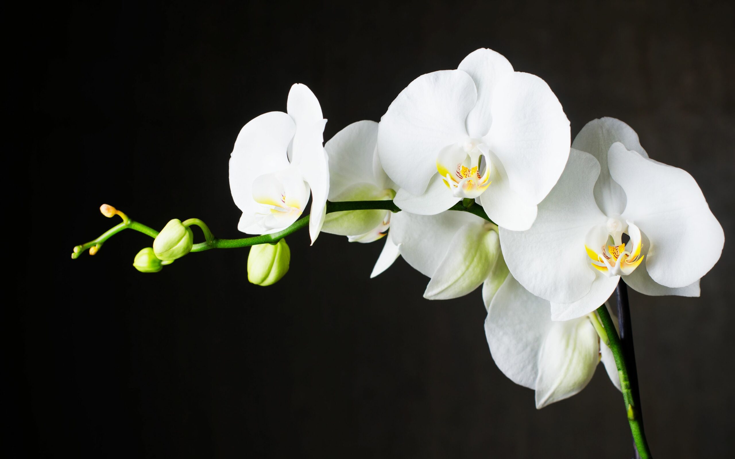 Élégance Botanique : Les Orchidées, Joyaux de la Flore